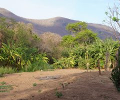 A Embrapa mostra ao mundo as Soluções do Semiárido brasileiro para combater a desertificação