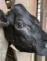 Cientistas descobrem bactéria que aumentam os problemas gerados pelo “mal do olho” em bovinos