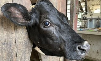 Cientistas descobrem bactéria que aumentam os problemas gerados pelo “mal do olho” em bovinos