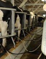 Vacas de leite podem produzir mais quando o produtor substitui os minerais inorgânicos por minerais orgânicos na alimentação