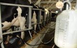 Vacas de leite podem produzir mais quando o produtor substitui os minerais inorgânicos por minerais orgânicos na alimentação dos animais