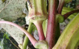 Aprenda a controlar as pragas nas plantações de quiabo