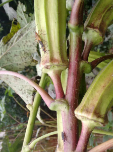 Aprenda a controlar as pragas nas plantações de quiabo