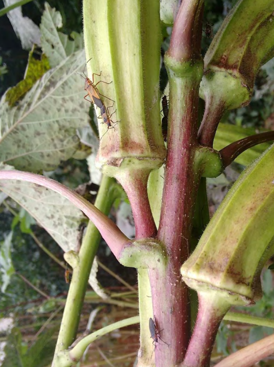 Aprenda a controlar as pragas nas plantações de quiabo