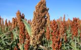 Oportunidade para os produtores interessados possam participar dos Programas de Milho e de Sorgo Baixo Carbono
