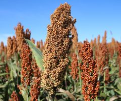 Oportunidade para os produtores interessados possam participar dos Programas de Milho e de Sorgo Baixo Carbono