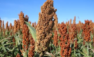 Oportunidade para os produtores interessados possam participar dos Programas de Milho e de Sorgo Baixo Carbono