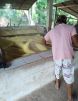 O agricultor deve adotar as Boas práticas de fabricação da farinha para obter um produto de excelente qualidade