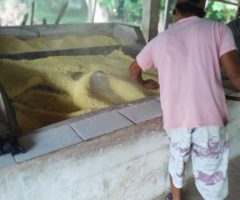 O agricultor deve adotar as Boas práticas de fabricação da farinha para obter um produto de excelente qualidade