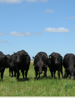 IA ajuda ao produtor rural melhorar a qualidade genética da raça Brangus