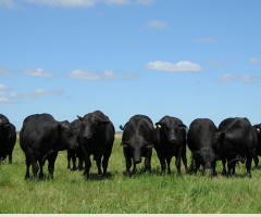IA ajuda ao produtor rural melhorar a qualidade genética da raça Brangus