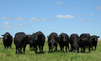 IA ajuda ao produtor rural melhorar a qualidade genética da raça Brangus