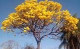 A Primavera é um ótimo período para agendamento de viagens e passeios para desfrutar as paisagens e o meio ambiente natural