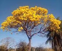 A Primavera é um ótimo período para agendamento de viagens e passeios para desfrutar as paisagens e o meio ambiente natural