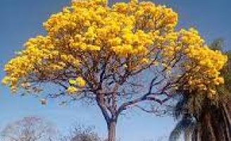 A Primavera é um ótimo período para agendamento de viagens e passeios para desfrutar as paisagens e o meio ambiente natural