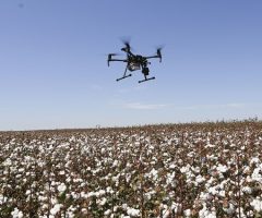 As plantações de algodão podem ser mais produtivas com a recuperação do solo e uso de biofertilizante