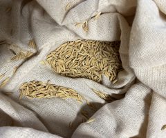 Arroz cultivado na comunidade rural de Porto Marinho, no Rio de Janeiro, quer ter o rótulo de Indicação Geográfica