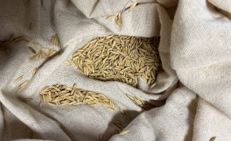 Arroz cultivado na comunidade rural de Porto Marinho, no Rio de Janeiro, quer ter o rótulo de Indicação Geográfica