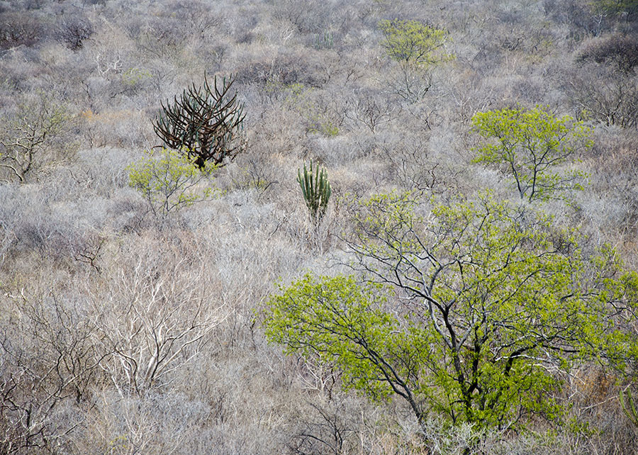A Caatinga nordestina abriga uma diversidade microbiana que permanece em grande parte inexplorada e que pode permitir uma agricultura mais sustentável
