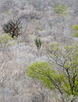 A Caatinga nordestina abriga uma diversidade microbiana que permanece em grande parte inexplorada e que pode permitir uma agricultura mais sustentável