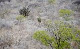 A Caatinga nordestina abriga uma diversidade microbiana que permanece em grande parte inexplorada e que pode permitir uma agricultura mais sustentável