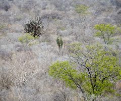 A Caatinga nordestina abriga uma diversidade microbiana que permanece em grande parte inexplorada e que pode permitir uma agricultura mais sustentável