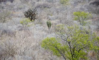 A Caatinga nordestina abriga uma diversidade microbiana que permanece em grande parte inexplorada e que pode permitir uma agricultura mais sustentável