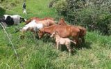 Veja os cuidados que o criador deve ter para o manejo das éguas em gestação