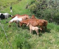 Veja os cuidados que o criador deve ter para o manejo das éguas em gestação