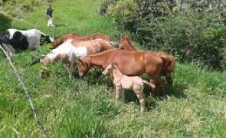 Veja os cuidados que o criador deve ter para o manejo das éguas em gestação