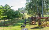 Conheça um manual com 20 coisa que o produtor rural não pode esquecer no trabalho com gado, agricultura e produção de forragem