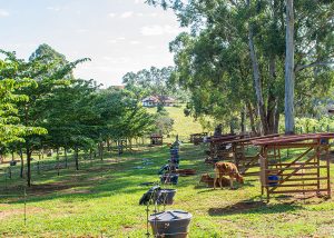 Conheça um manual com 20 coisa que o produtor rural não pode esquecer no trabalho com gado, agricultura e produção de forragem