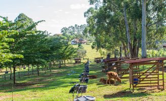 Conheça um manual com 20 coisa que o produtor rural não pode esquecer no trabalho com gado, agricultura e produção de forragem