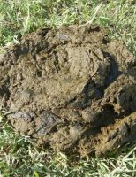 Análise de fezes bovina pode indicar a capacidade do animal converter pasto em carne