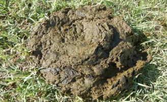 Análise de fezes bovina pode indicar a capacidade do animal converter pasto em carne