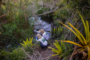 Uma pesquisa para identificar a biodiversidade invisível da mata atlântica