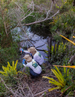 Uma pesquisa para identificar a biodiversidade invisível da mata atlântica
