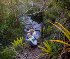 Uma pesquisa para identificar a biodiversidade invisível da mata atlântica