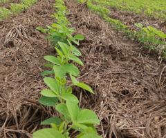 Uso de forrageiras de genética superior ajuda a melhor a produtividade nas plantações de grãos