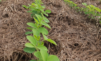 Uso de forrageiras de genética superior ajuda a melhor a produtividade nas plantações de grãos