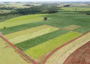 Soja mais produtiva com o avanço dos níveis de manejo do solo