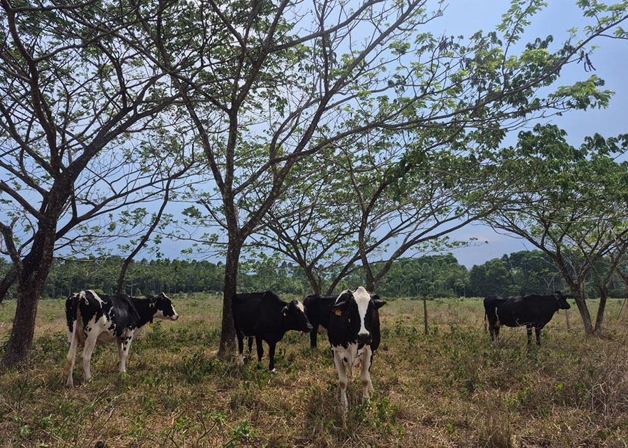 Uma árvore nativa da América Tropical é considerada a melhor para ser utilizada nos projetos silvipastoris