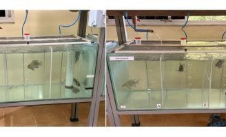 Pesquisadores descobrem um jeito de evitar o estresse em tilápias mantidas em aquários