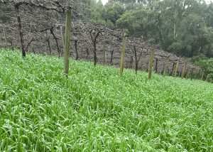 Pesquisa seleciona cultivares de aveia-preta para recuperação de solos na Serra Gaúcha