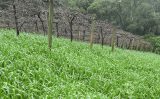 Pesquisa seleciona cultivares de aveia-preta para recuperação de solos na Serra Gaúcha