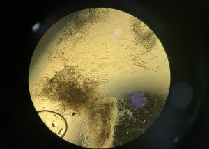 Identificadas as bactérias que ajudam a reduzir o ataque de fungos nas plantações de trigo