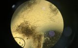 Identificadas as bactérias que ajudam a reduzir o ataque de fungos nas plantações de trigo