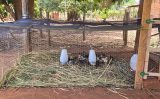 Como criar galinhas de quintal com novo modelo de galinheiro protegido