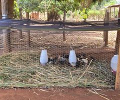 Como criar galinhas de quintal com novo modelo de galinheiro protegido