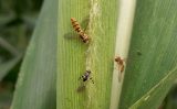 A mosca-sirfídeo é usada com bons resultados para o controle da infestação do pulgão-do-sorgo